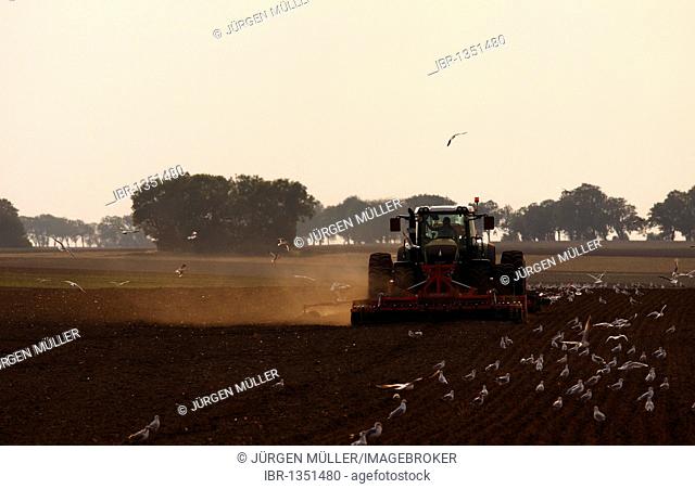 Plowing Tractor, flying seagulls