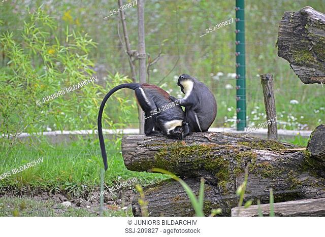Diana Monkey (Cercopithecus diana). Two adults grooming. Zoo Salzburg, Austria
