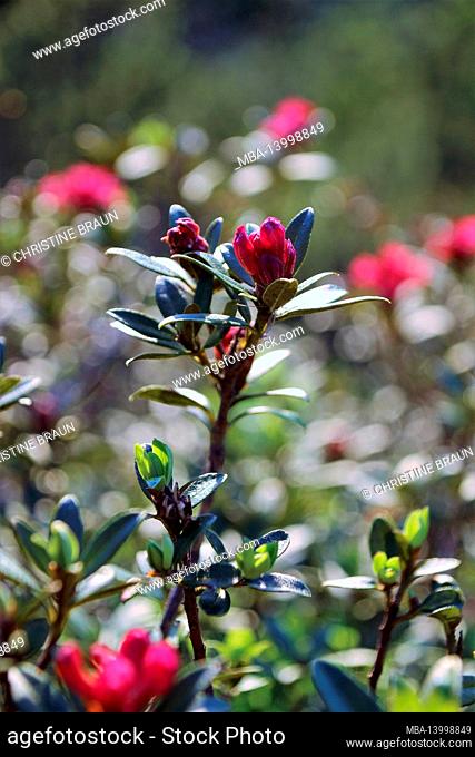 alpine roses, alpine rose bush (rhododendron ferrugineum) at the karwendel, germany, bavaria, upper bavaria, werdenfelser land, isar valley, mittenwald