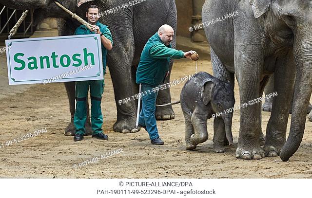 11 January 2019, Hamburg: Elephant keeper Michael Schmidt (r) names the baby elephant Santosh with coconut milk. Santosh's mother Lai Sinh (r)