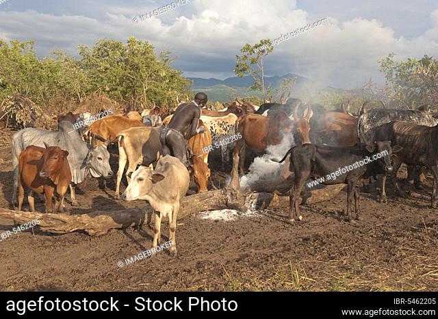 Surma herdsman with cattle, near Tulgit, Omo River Valley, Ethiopia, Africa