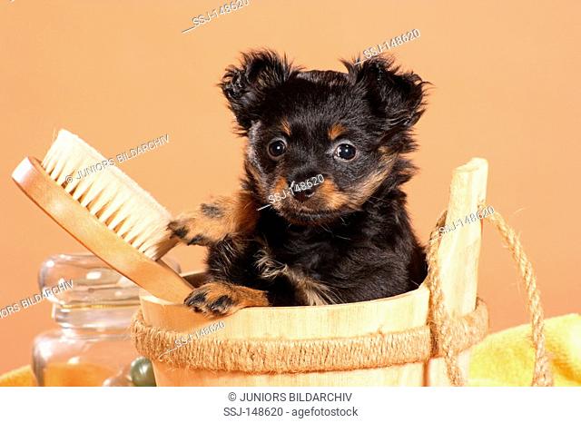 Russian Toy Terrier - puppy in wash-tub