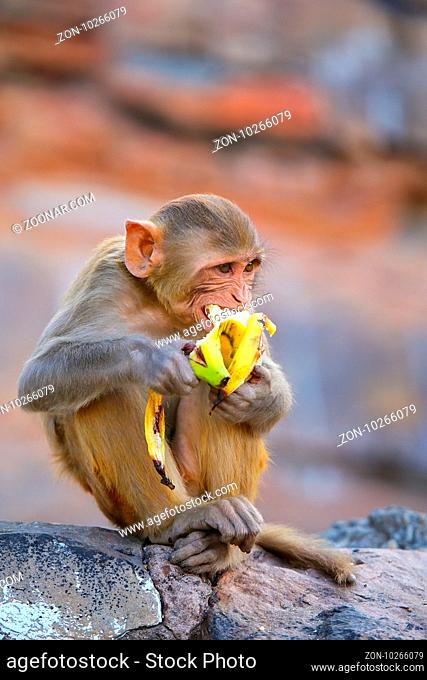 Rhesus macaque (Macaca mulatta) eating banana in Galta Temple in Jaipur, India. The temple is famous for large troop of monkeys who live here