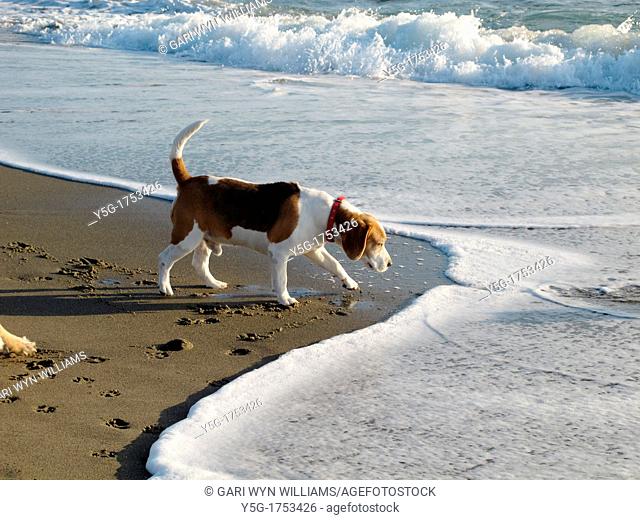 one beagle dog on empty beach in sun