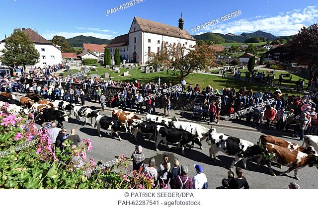 Cows are led through a village during the traditional driving down of cattle from mountain pastures to their wintering grounds in the valley in Oberried