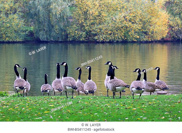 Canada goose (Branta canadensis), Canada geese at the Neckar, Germany, Baden-Wuerttemberg