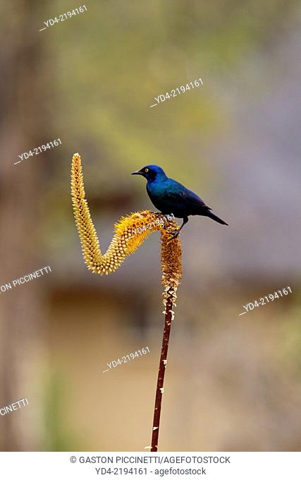 Cape Glossy Starling (Lamprotornis nitens), on the Skirt Aloe (Aloe alooides), Kruger National Park, South Africa