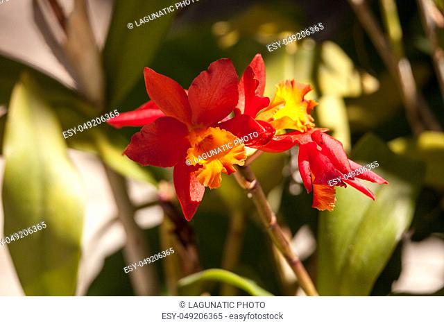 Orange and yellow bamboo orchid flower called Arundina graminifolia is often found in Malaysia and the Himalayas