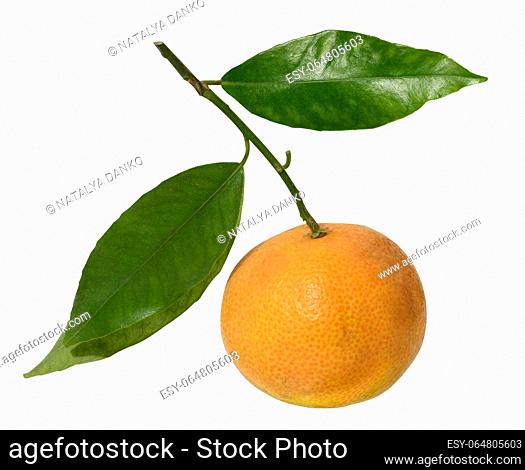 Fresh clementine fruit with green leaves on white isolated background