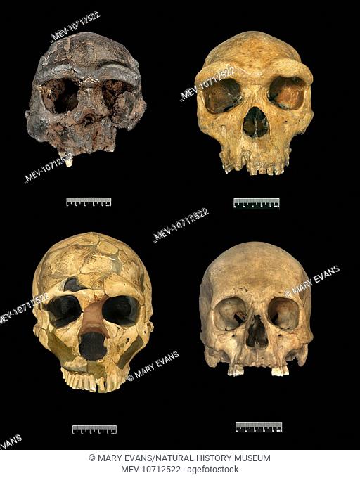 Frontal view: Homo erectus ( Sangiran); Homo heidelbergensis ( Broken Hill); Homo neanderthalensis ( La Ferrassie) & Modern Homo sapiens, ( Polynesia)