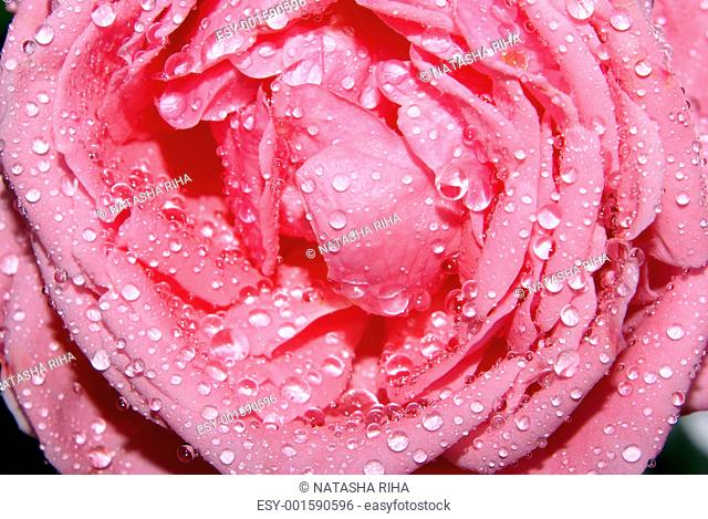 Wet Pink Rose