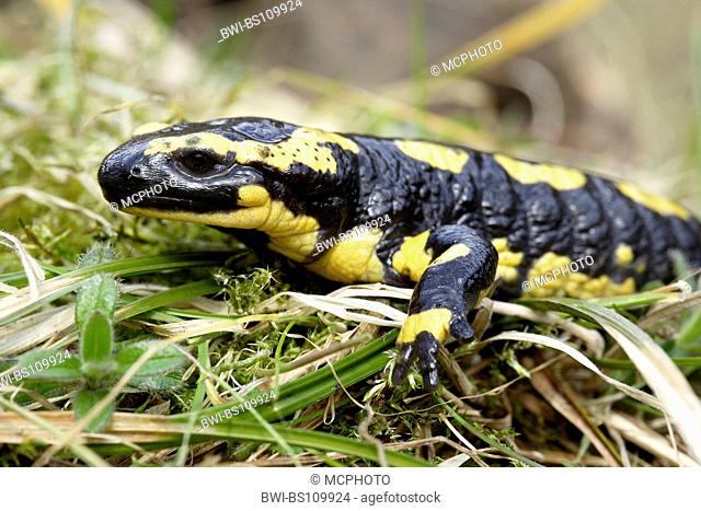 European fire salamander (Salamandra salamandra), portrait, Germany, North Rhine-Westphalia