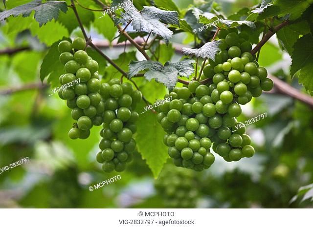 GRAPES grow in a rich agriculture valley near PEMUTERAN - BALI, INDONESIA - 12/12/2010