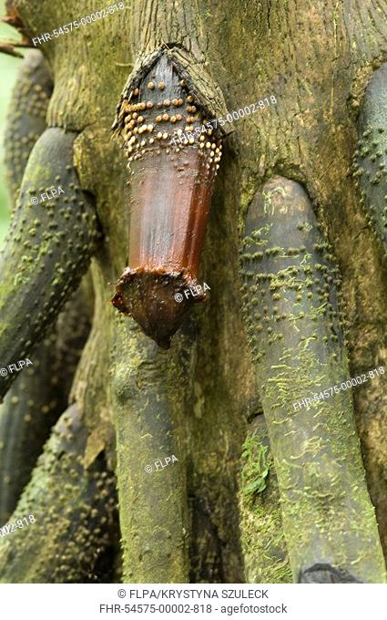 Walking Palm Socratea exorrhiza new stilt root growth, Igapo Rainforest, Amazon, Ecuador