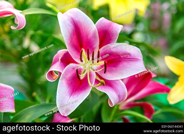 Lily. Beautiful flowering bright summer flower of the Liliaceae family