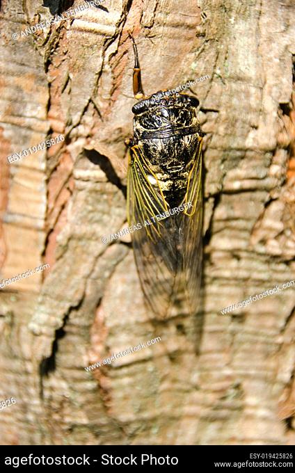 Cicada, Cryptotympana facialis