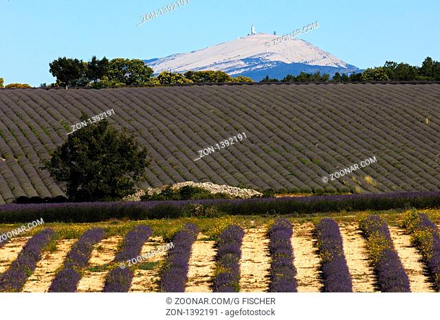 Anbau von Lavendel in Reihenkultur, Mont Ventoux hinten, Provence, Frankreich / Row cultivation of lavender, peak Mont Ventoux in the back, Provence, France