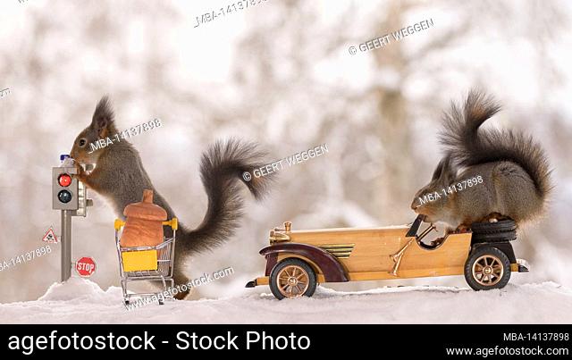 red squirrels are standing with traffic light and car in the snow