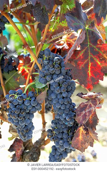 Vineyards, Tempranillo, near Laguardia, Rioja Alavesa, Araba, Basque Country, Spain