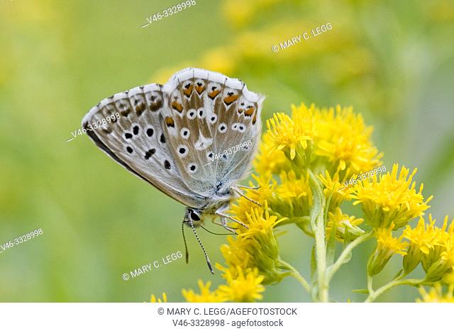 Chalk Hill Blue, Polyommtus coridon. Vlue butterfly with datin baby blue upperwings. Colonuizes in calcareous grasslands to about 2100m