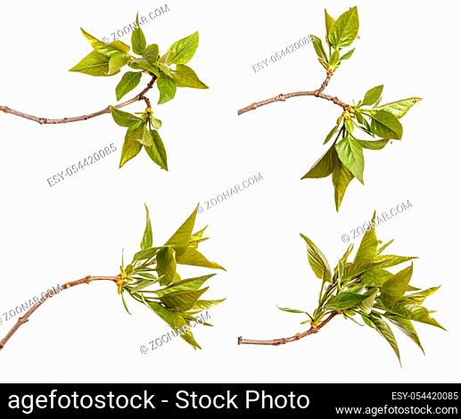 A branch of a lilac bush with young green leaves. Isolated on white background. Set