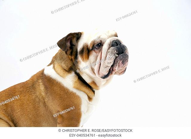 A young traditional British Bulldog sits on a white seamless background obediently waits as his mistress off camera trains him