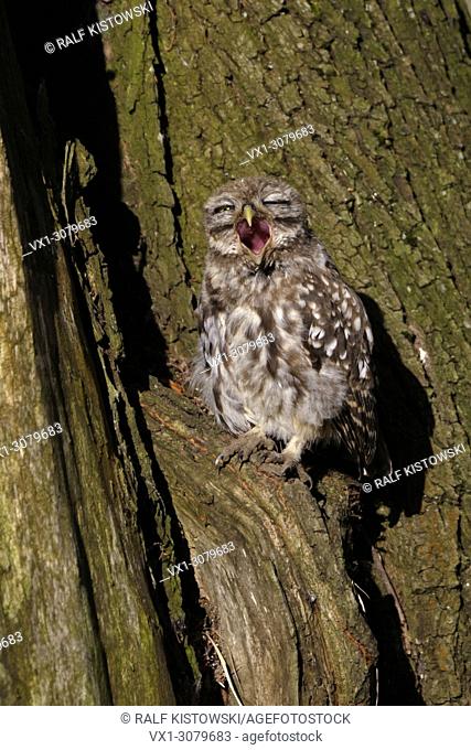 Little Owl / Minervas Owl ( Athene noctua ), young bird, sitting in an old tree, sunbathing, yawning, screaming, wide open bill, wildlife, Europe. .