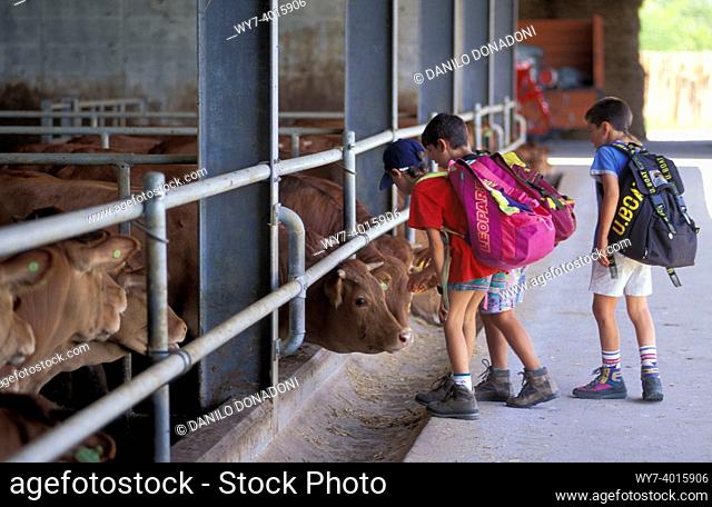 wwf camp: lesson at the cattleshed, s. floriano park, italy