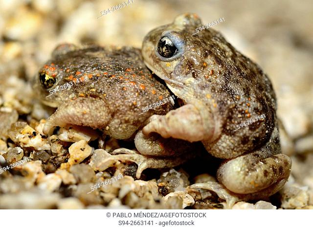 Amplexus between iberian midwife toads (Alytes cisternasii) in Valdemanco, Madrid, Spain
