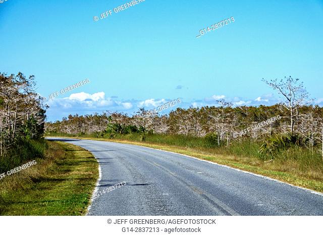 Florida, Everglades National Park, Main Park Road, Pa-Hay-O-Kee, Pahayokee Trail, freshwater marl prairie, dwarf cypress