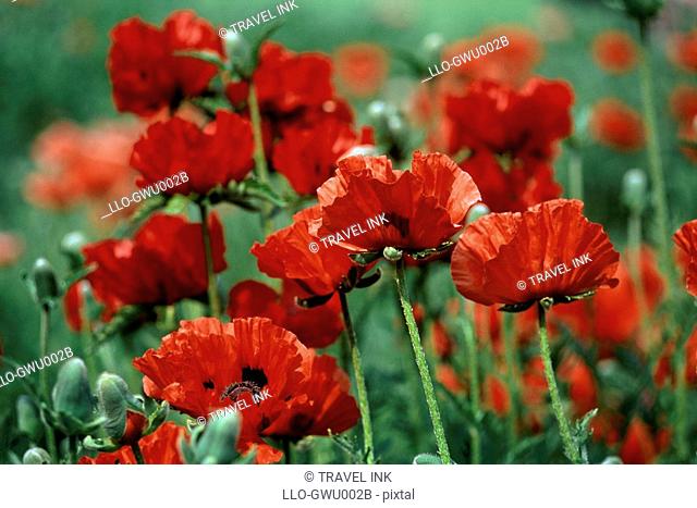 Close-Up of Bright Red Poppy Flowers in a Field  England, United Kingdom