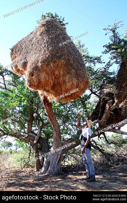 PRODUCTION - 05 December 2021, South Africa, Kalahari: KEEP Olufemi Olubodun investigates a nest of settler weavers in an acacia tree where a pair of lesser...