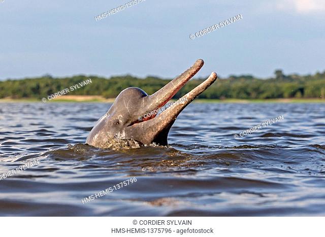 Brazil, Amazonas state, Amazon river basin, along Rio Negro, Amazon River Dolphin, Pink River Dolphin or Boto (Inia geoffrensis)
