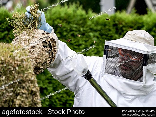 27 August 2021, Hamburg: A nest of the Asian hornet (Vespa Velutina Nigrithorax) is removed from a hedge by an entomologist in the Farmsen-Berne district of...