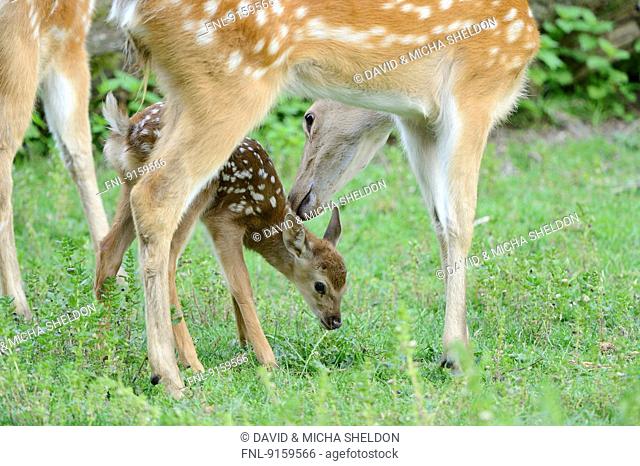 Sika deer fawn with mother
