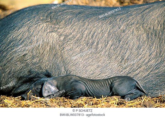 domestic pig Sus scrofa f. domestica, sow twith piglet, lying side by side