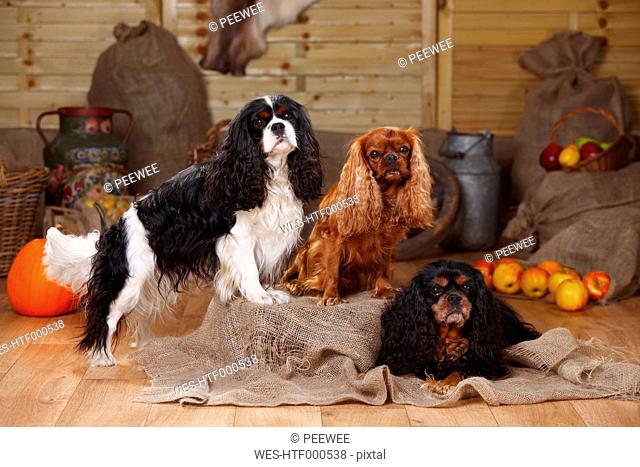 Three Cavalier King Charles Spaniel on jute in front of peasant decoration