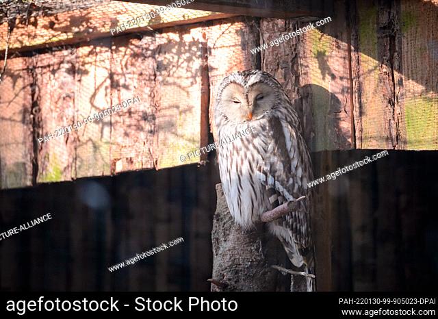 28 January 2022, Schleswig-Holstein, Bimöhlen: A hawk owl (Strix uralensis) sits in its aviary at Eekholt Wildlife Park. Photo: Jonas Walzberg/dpa