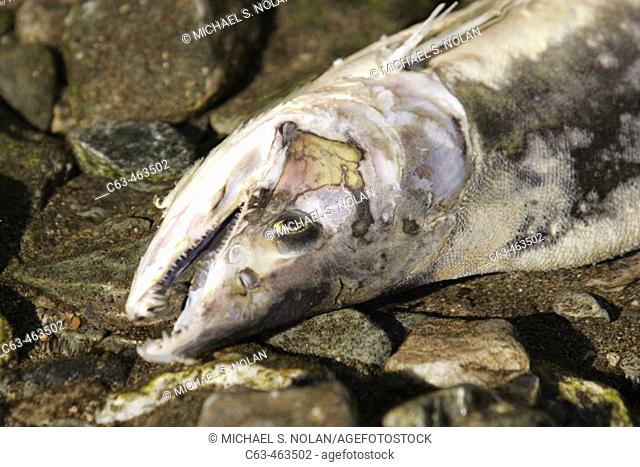 Adult pink salmon (Oncorhynchus gorbuscha) dead after spawning in a stream in southeast Alaska, USA