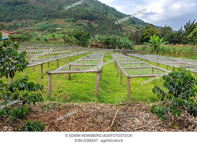 Rows of coffee drying racks sit side-by-side in field in Rwanda