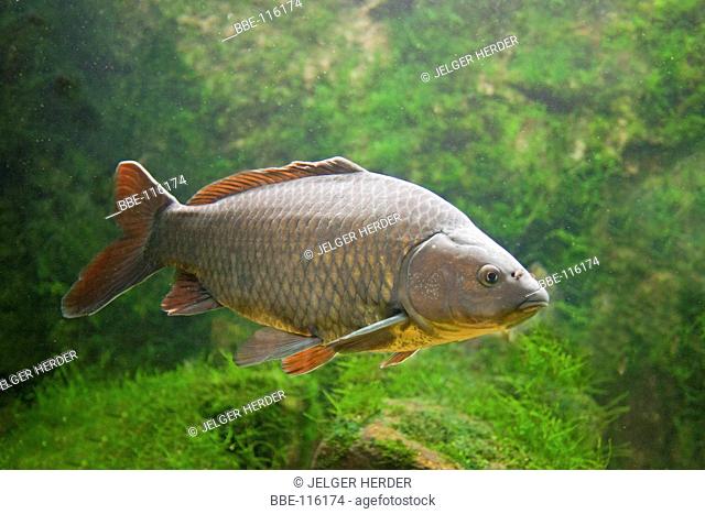photo of a swimming gibel carp with lightgreen plants in the background