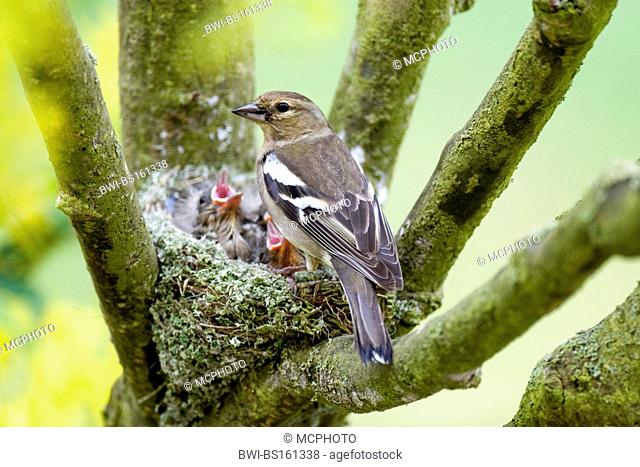 chaffinch (Fringilla coelebs), female feeding fledglings, Germany, Rhineland-Palatinate