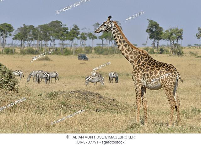 Masai Giraffe (Giraffa camelopardalis tippelskirchi) and Burchell's zebra (Equus quagga), Massai Mara, Serengeti, Rift Valley province, Kenya