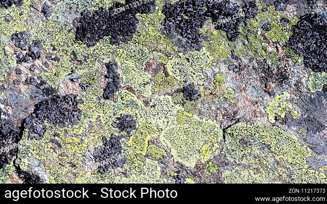 Close-up of a big rock with algea and moss