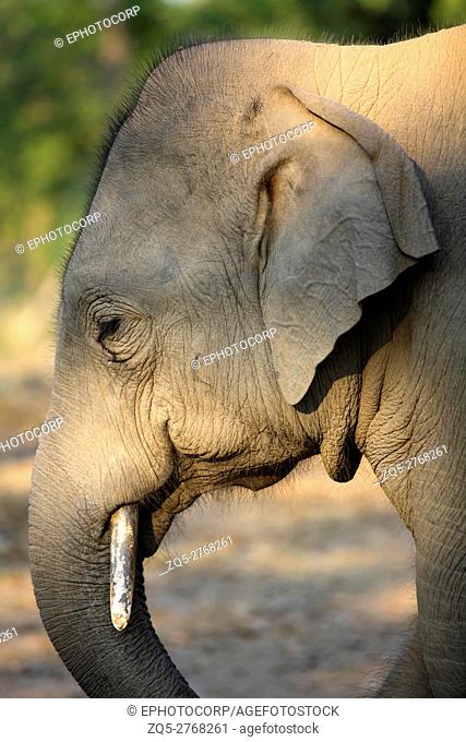 Young elephant, Elephas maximus, Bandhavgarh National Park, Madhya Pradesh, India