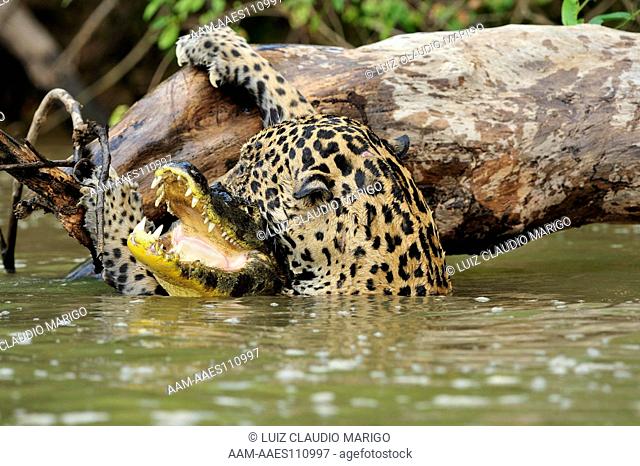 Jaguar (Panthera onca) hunting and killing Spectacled Caiman (Caiman yacare) in the Piquiri Riverand trying to climb a log fallen from the bank of the river