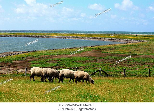 Sheep grazing on the meadows of small island (Hallig) Langeness, north frisian Islands, Germany