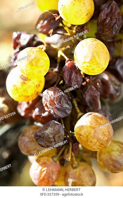 Furmint grapes with Aszu berries, Tokaj, Hungary