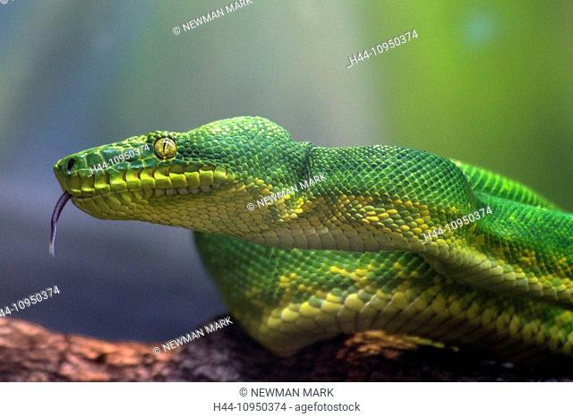 emerald tree boa, boa, corallus caninus, snake, reptile, animal, green
