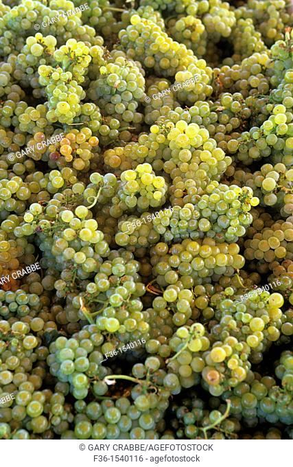 Grape harvest and wine crush at Twisted Oak Winery, Murphys, Calaveras County, California